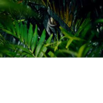 Dino Watch