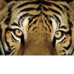 Tiger Lovers<3