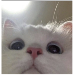 adopt me petshop