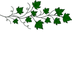 VINE!!!!!
