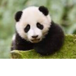 Alicia Panda Squad