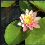 LillyPads group