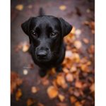 Doggi Dog Gruppe