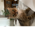 Kitty Kat group1234