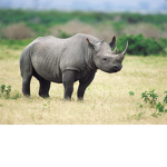 Rhino Club
