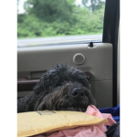 Labradoodles Unit