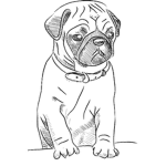 Pug__Group!