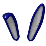 Midnight Copie Ears