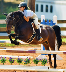 South hoof equestrian academy