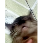 really beautiful cat