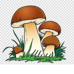 Mushroom Squad!!!!