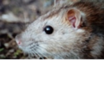 •Chill• •Rats•