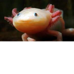 axolotl group..