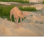 Camel Supporters