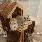 The purple hamster army