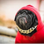 LILDOGOYO