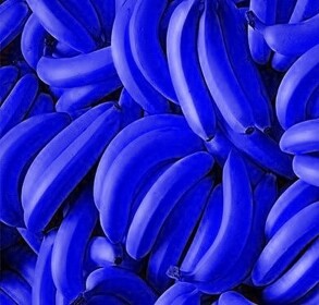 Blue Bananas