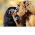 Monkies Association (Offfical group)