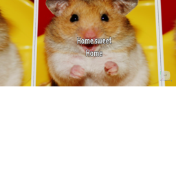 Home (hamsters and rats only!) Update!