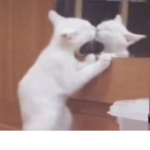 Kitty._.mochiii