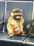 Friend a furry