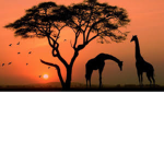 Jolly Giraffes