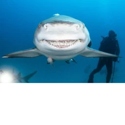 Untitled Man vs Shark Game icon