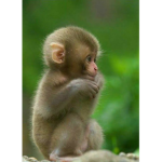 Monkey group :)