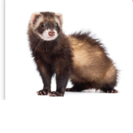 Ferret Group Squad