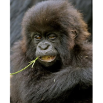 Angry gorillas