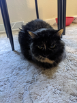 aww cute kitty