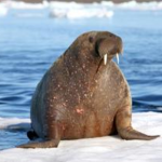 Walrus Walrus