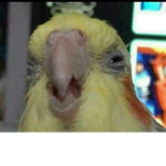 Cockatiel fan club.