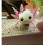 AXOLOTL FAMILY!!!