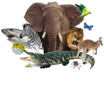 THE CRAZZYYY ANIMAL KINGDOM