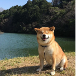 DreamingShibes ⋆
