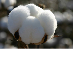 Cotton game