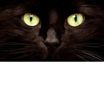 cat for ever baby