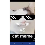 beluga pop cat is cool