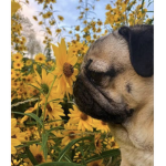 Pugs & Aesthetics