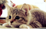 the cute cat