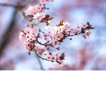 Natura check