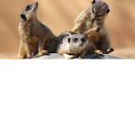 Meerkats for life