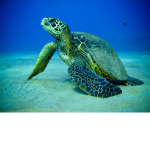 Turtle clothes