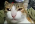 0kkBbg
