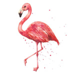 #flamingo team