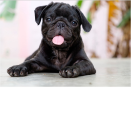 Da Pug Bois's Place Number: 0