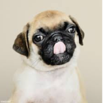 The PugGang