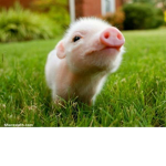 Pigs in the neighborhood