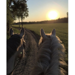HorseParadise Academy